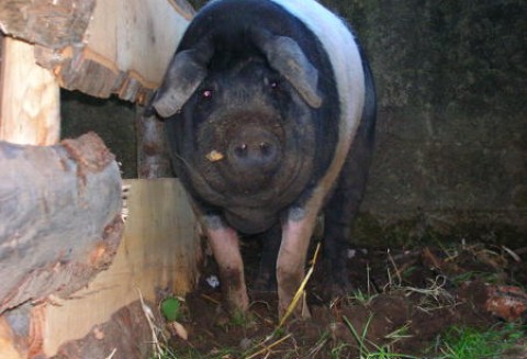 Litwa – Producenci trzody chlewnej bliscy bankructwa