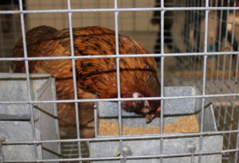 Ukraina – Spowolnienie tendencji wzrostowej w produkcji drobiu