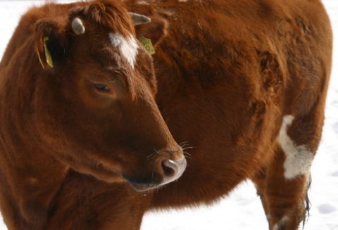 Bułgaria – Wykryto przypadki zachorowań na pryszczycę