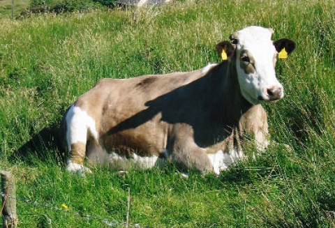 Zaskakująco wysokie ceny mleka w styczniu