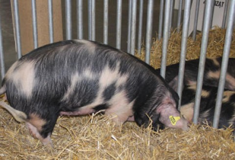 W Unii Europejskiej spada pogłowie trzody chlewnej