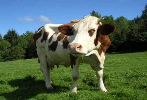 Ceny bydła w Unii Europejskiej rosną