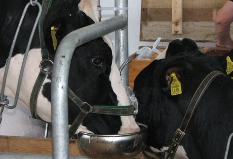 Problem rytualnego uboju zwierząt