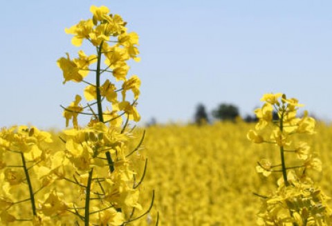 Tydzień na rynku giełdowym oleistych – 27.02.2012