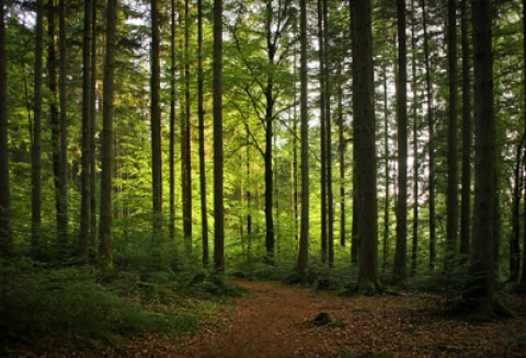 Uwaga właściciele lasów zniszczonych przez ulewne deszcze i huragany