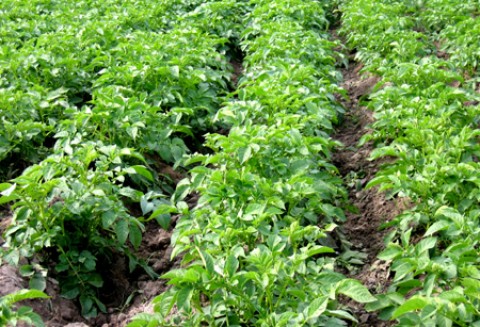 Przelotne opady deszczu zredukowały liczbę mszyc na roślinach ziemniaka.
