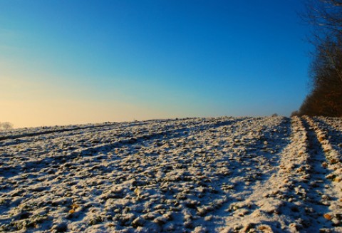 ARiMR zakończyła przyjmowanie wniosków o udzielenie pomocy na ponowne obsianie pól na których m.in. wymarzły uprawy