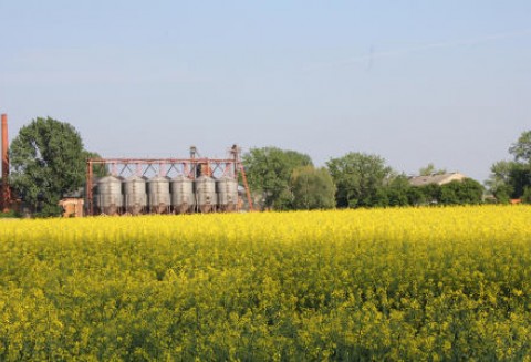 Ceny oleistych na giełdach światowych - 5.06.2012