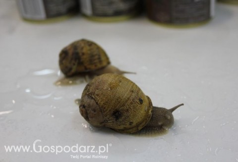 Wizyta na fermie hodowli ślimaków