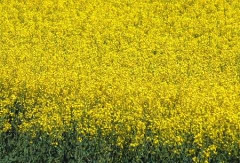 Soja i rzepak kontynuowały w poniedziałek wzrosty –3.04.2012