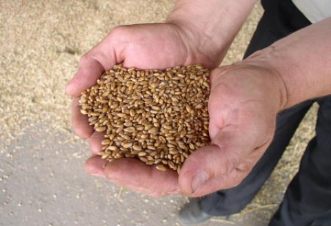 Bilans w handlu krajowymi zbożami