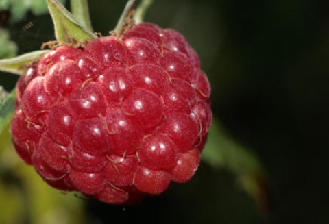 Mniejszy eksport polskich mrożonych malin