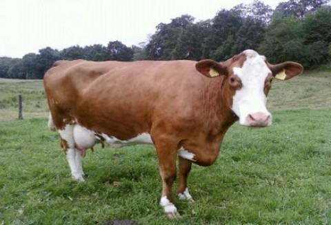 Urugwaj – Niski eksport wołowiny