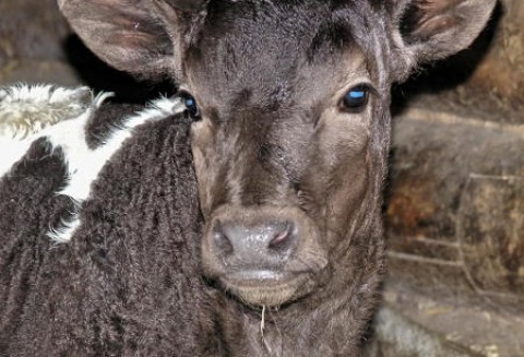 Spadek eksportu mięsa wołowego z Unii Europejskiej