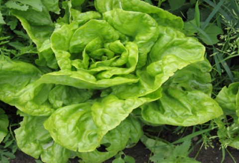 Dobre sąsiedztwo roślin