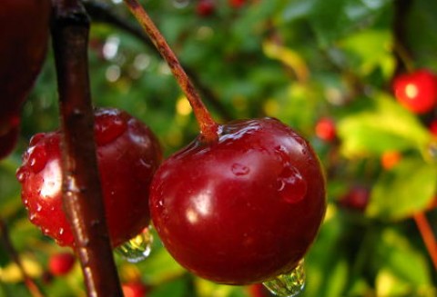 Ceny skupu wiśni w zakładach przetwórczych