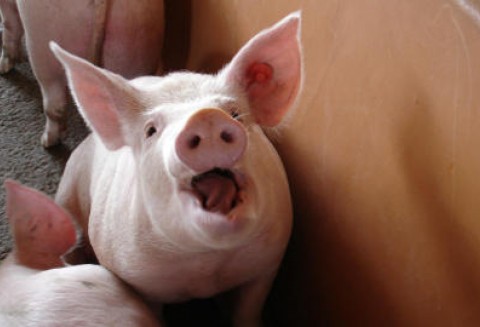 Afrykański Pomór Świń zbliża się do Unii Europejskiej