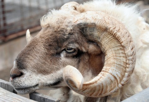 Coraz mniejszy import koziego i baraniego mięsa