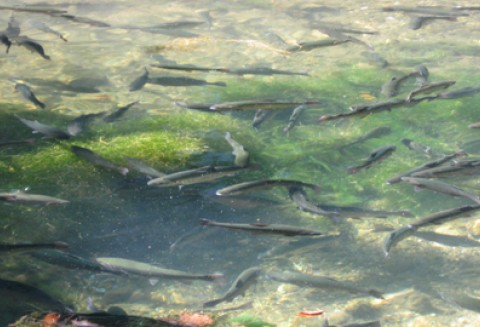 Rada ministrów ds. rolnictwa i rybołówstwa