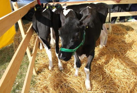 Japonia – Zakaz wywozu mięsa wołowego z rejonu Fukushimy