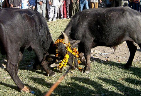 Nie będzie zmian w rytualnym uboju zwierząt