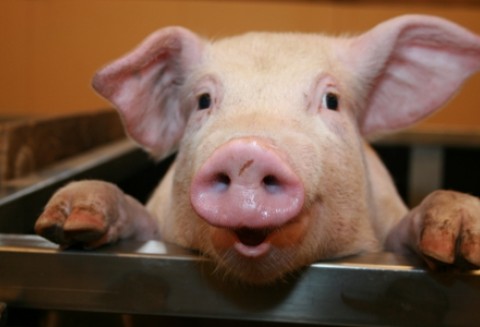 Pogłowie trzody chlewnej w Polsce jest na bardzo niskim poziomie