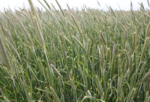 Rosja – Korekta prognoz tegorocznych zbiorów zbóż