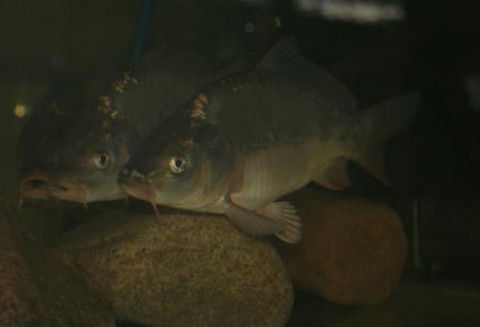 W tym roku będzie mniej karpi