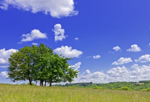 ARiMR przyjmuje wnioski o pomoc na zalesianie