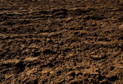 Nielegalna uprawa ziemi