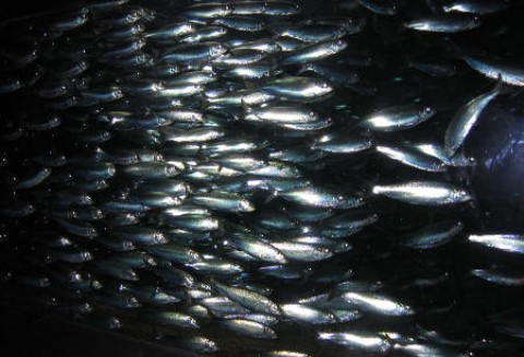 Połowy śledzi rozpoczęte