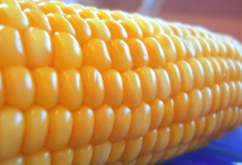 Krajowe ceny zbóż w punktach skupu