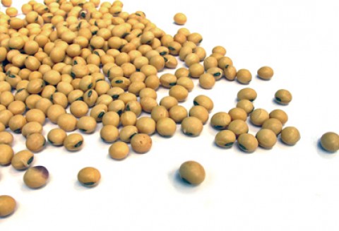 Podestylacyjny susz zbożowy (DDGS) szansą na ograniczenie importu soi do UE