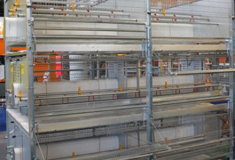 Czy w polscy hodowcy kur niosek zdążą z wymianą klatek?