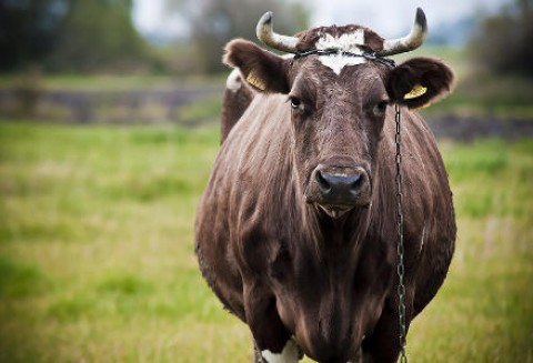 Polska wołowina straciła tureckiego klienta na rzecz Irlandii