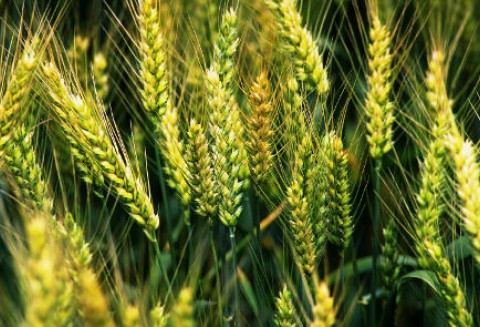 Będzie mniej polskiej pszenicy