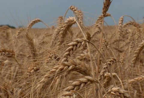 Chiny – Większe zbiory pszenicy