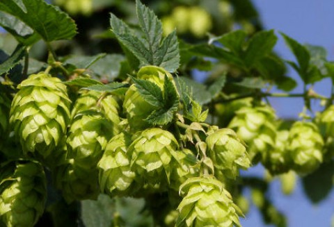 W polskim piwie brakuje polskiego chmielu