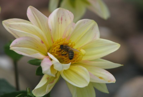 Rejestracja „miodu z Sejneńszczyzny/Łoździejszczyzny”/„Seinų/Lazdijų krašto medus” jako Chronionej Nazwy Pochodzenia