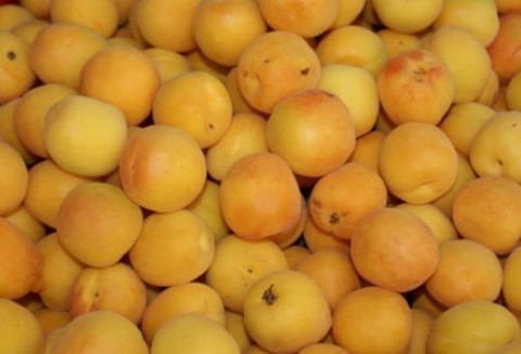 Tegoroczne zbiory moreli będą większe