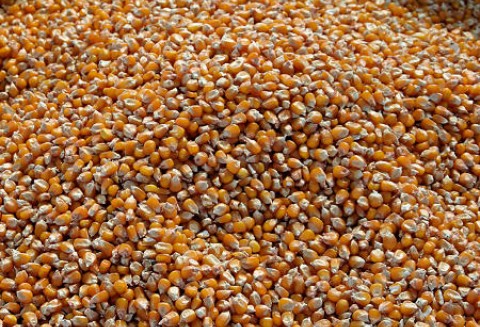 Ceny zbóż na giełdach światowych – 25.04.2012