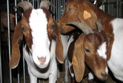 Hodowcy zwycięskich kóz i owiec XXV Krajowej Wystawy Zwierząt Hodowlanych w Poznaniu