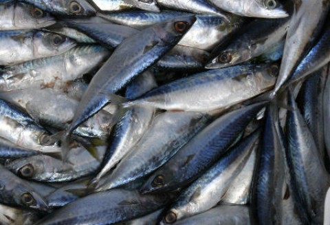 Peru – Spadek produkcji mączki rybnej