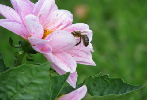 Wsparcie rynku produktów pszczelarskich na sezon 2011-2012