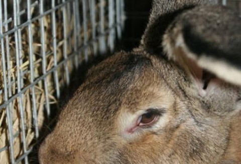 Czempionaty wśród zwierząt futerkowych XXV Krajowej Wystawy Zwierząt Hodowlanych
