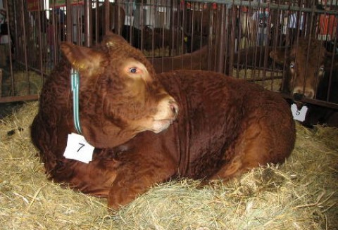 Wołowina tylko dla bogatych?