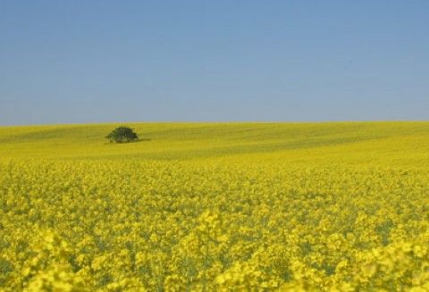 Rozszerzenie ochrony celnej UE na subsydiowany biodiesel pochodzący ze Stanów Zjednoczonych