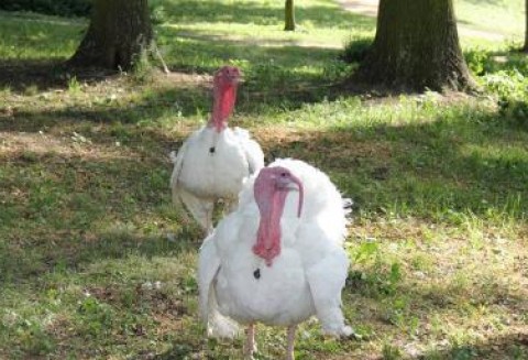 Wzrasta produkcja indyków