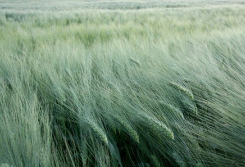 Ceny skupu żyta nie będą podstawą dla naliczania podatku rolnego?