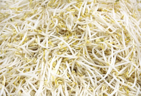 Holandia: Odkryto bakterię EHEC na krajowych warzywach